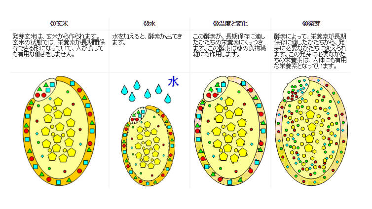 【玄米は発芽させることで、栄養価がアップする