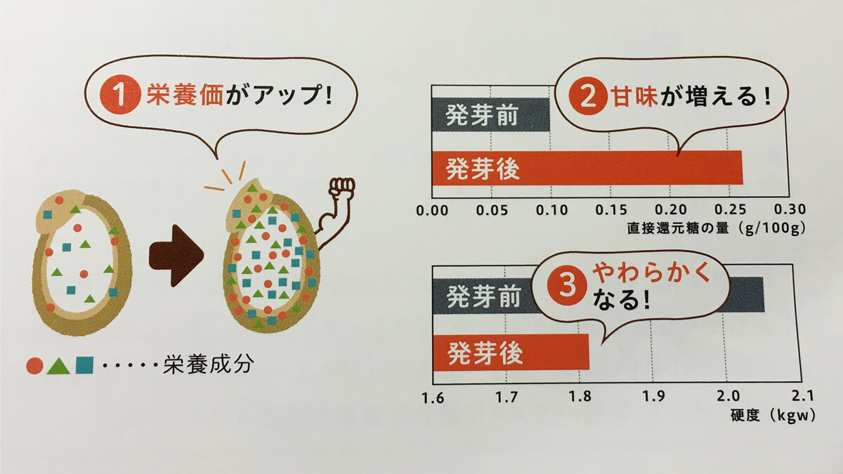 玄米を発芽させると、栄養価、甘み、やわらかさがアップ