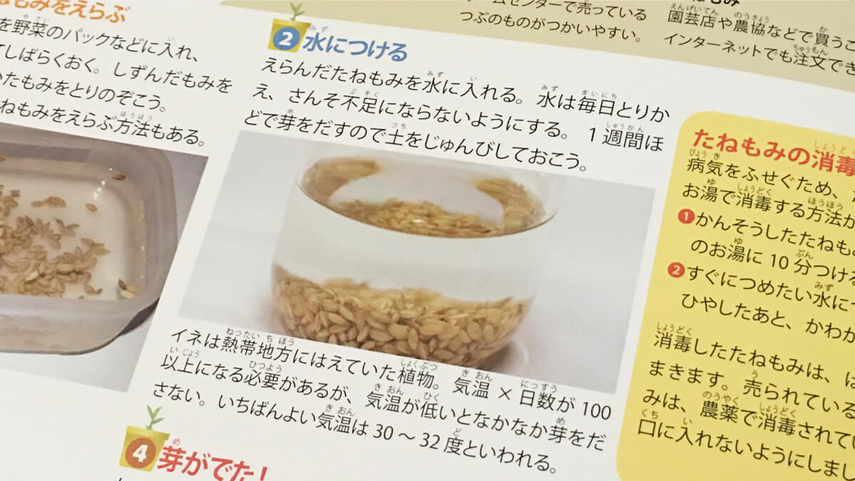 玄米の発芽に最適な温度