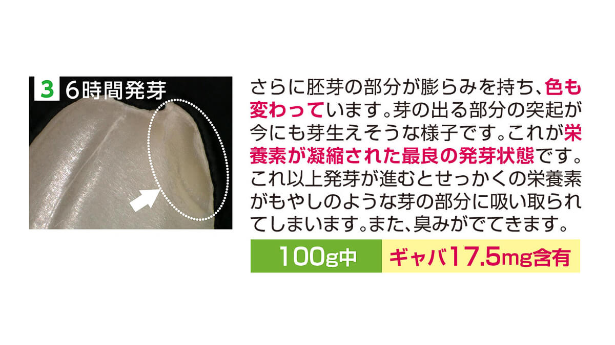 発芽玄米炊飯器 クック 圧力名人で6時間発芽させた状態