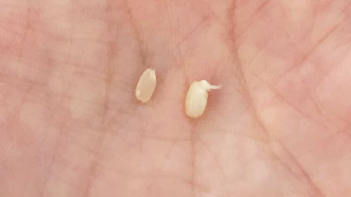 玄米（左）と、水に浸けて発芽させた玄米（右）