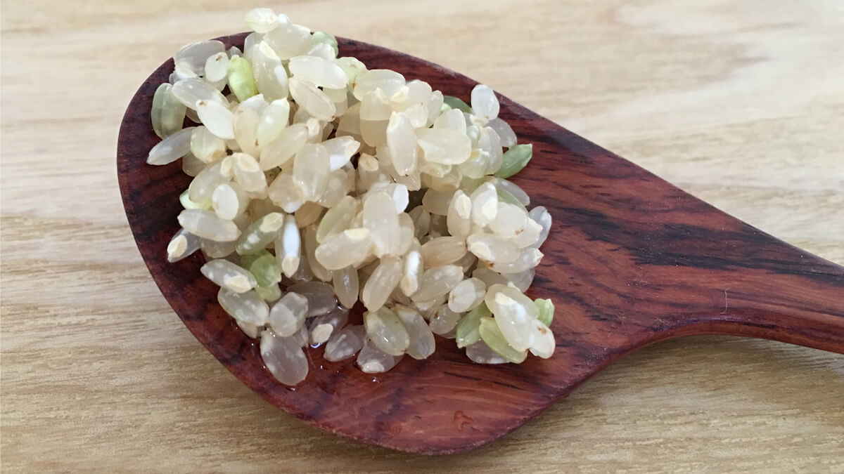 洗ったばかりの玄米