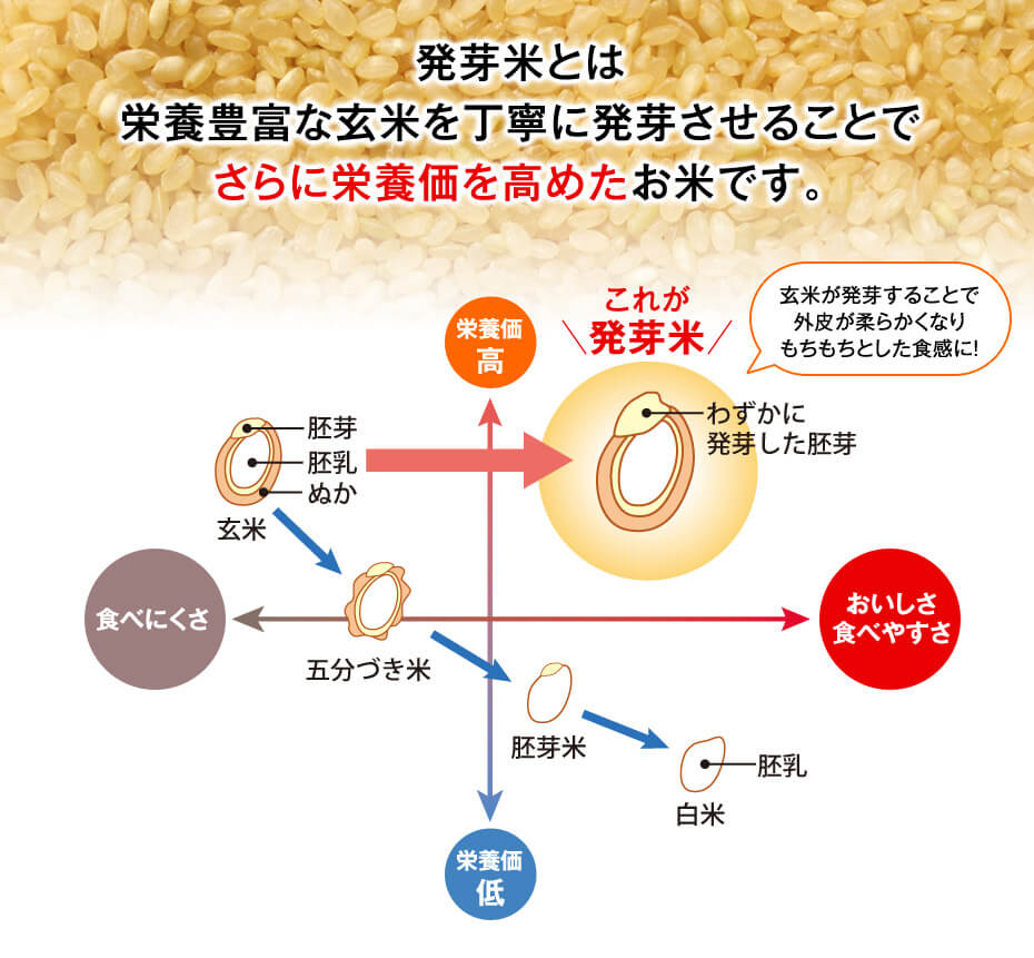 白米、胚芽米、五分づき米、玄米、発芽玄米の違い