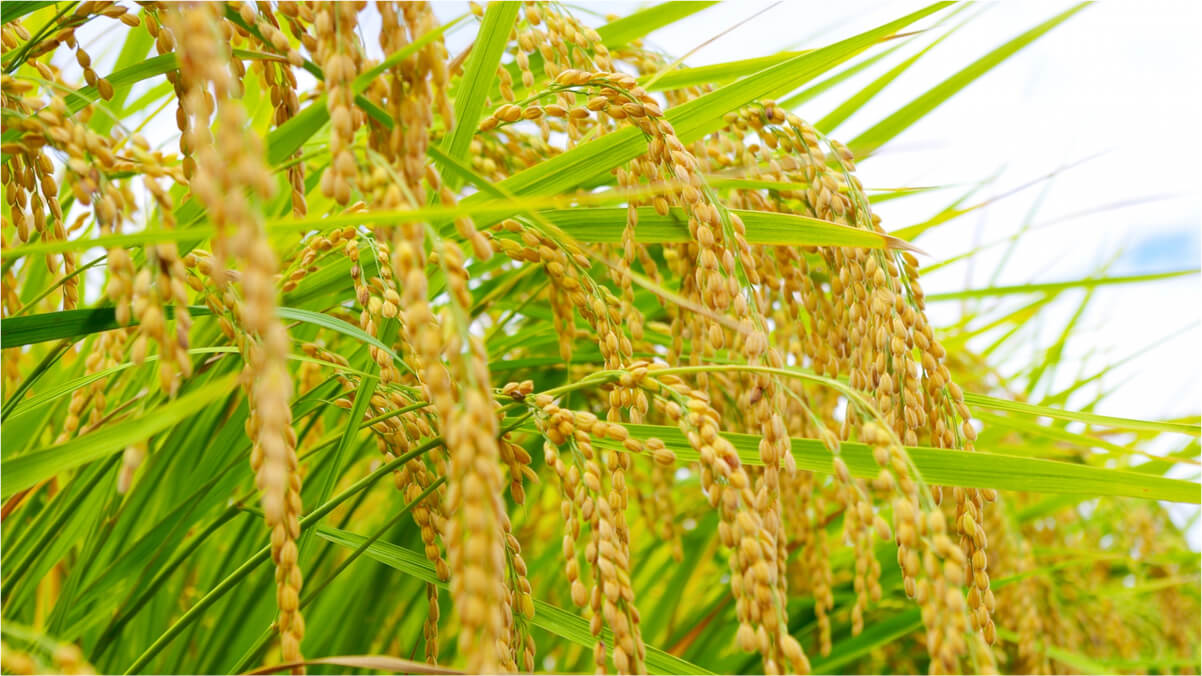 稲の写真