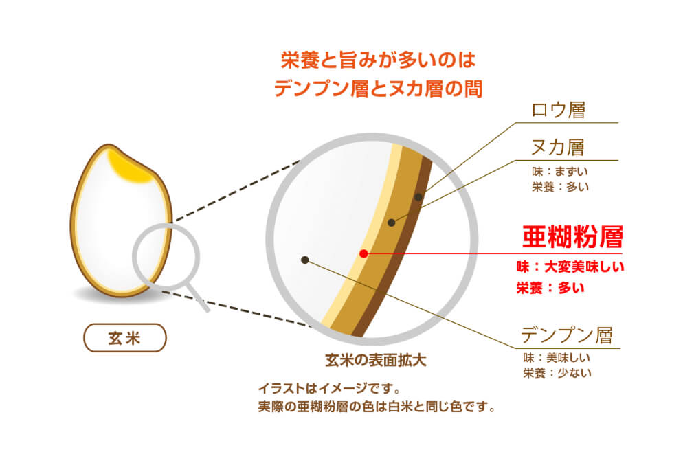 亜糊粉層とは？