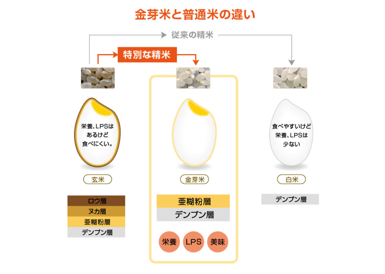 金芽米と白米と玄米