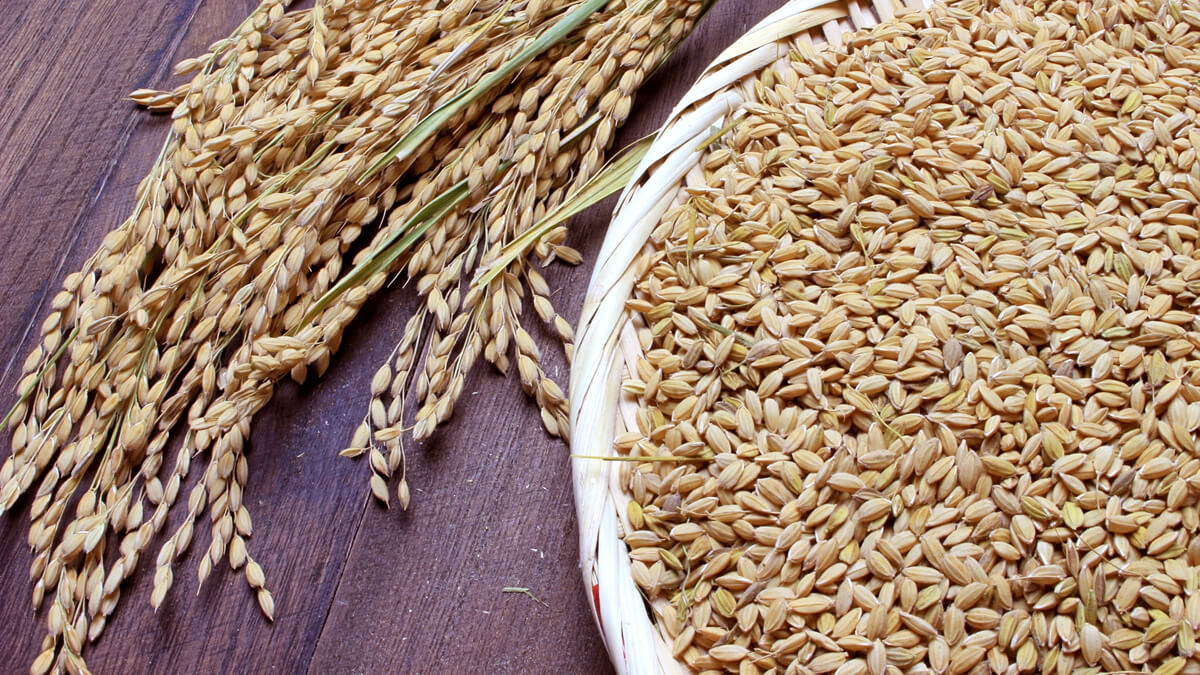 もみがらの写真